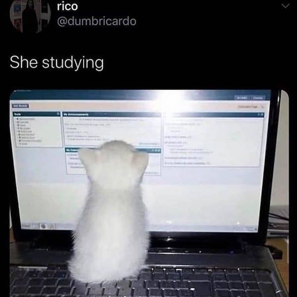 catmemes2_025