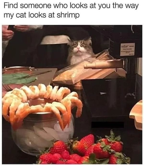 catmemes2_028