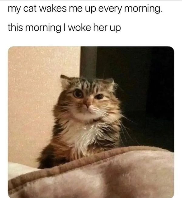 catmemes2_029