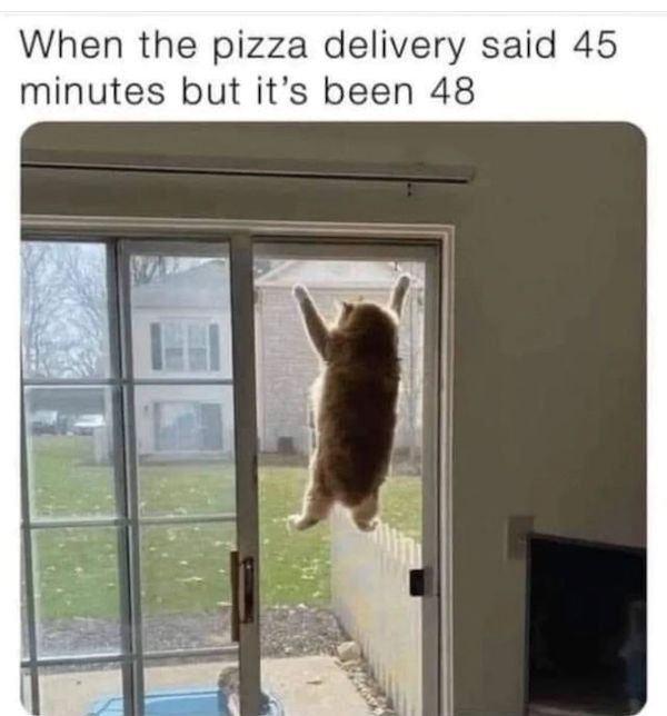 catmemes2_033