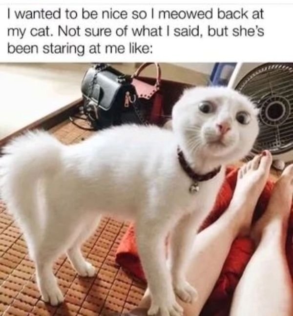 catmemes2_035