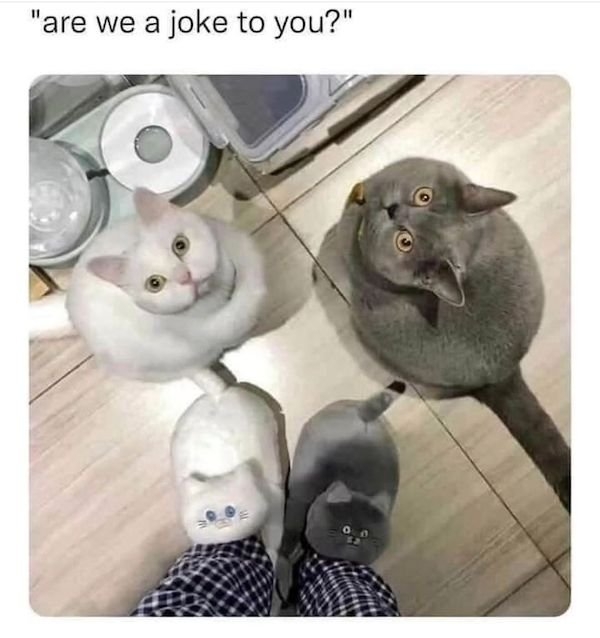 catmemes2_036