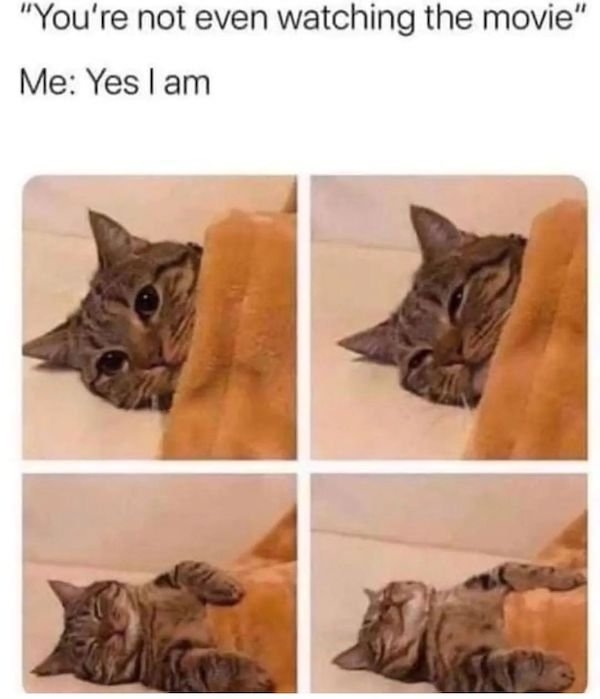 catmemes2_037
