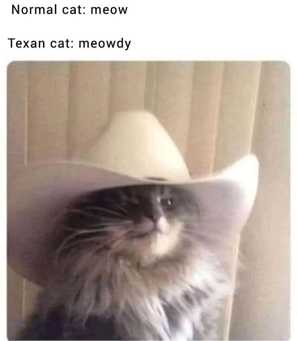 catmemes2_038
