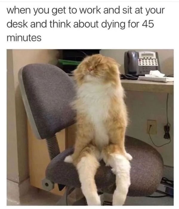 catmemes2_040