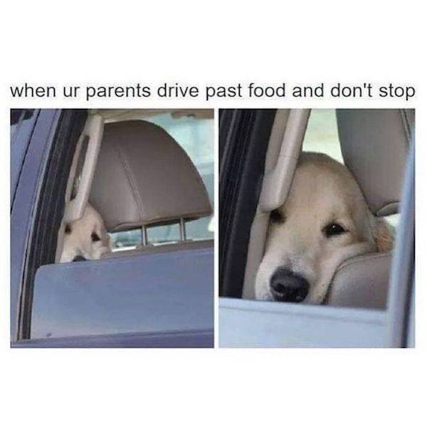 dogmemes3_012