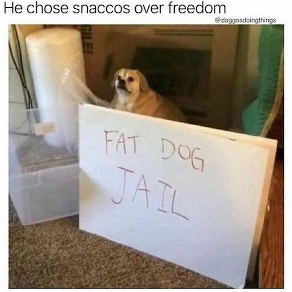 dogmemes3_015