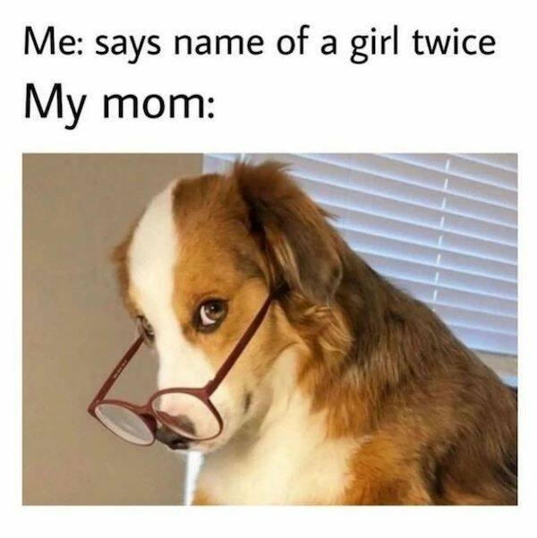 dogmemes3_017
