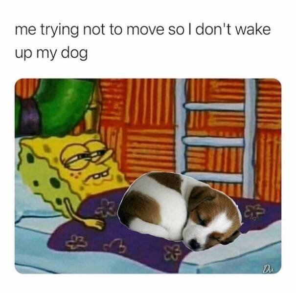 dogmemes3_019