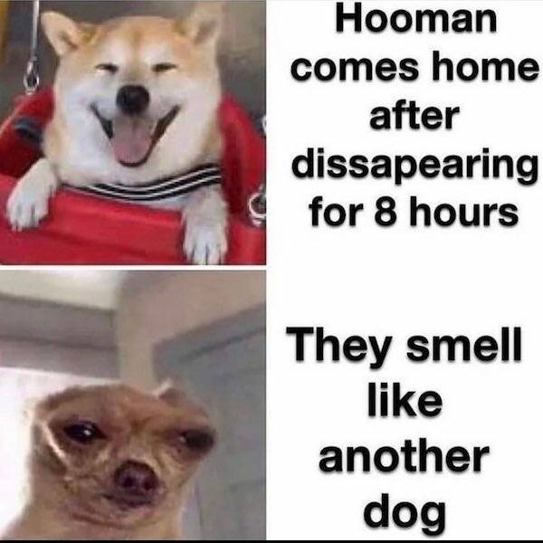 dogmemes3_021