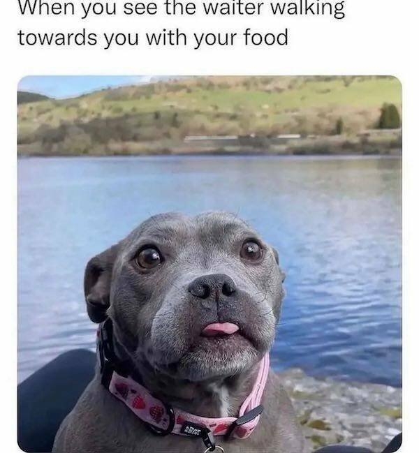 dogmemes3_027