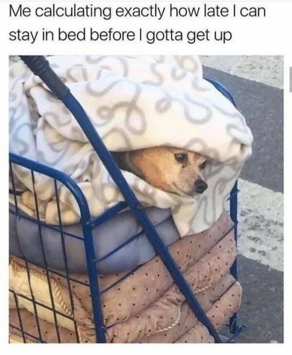 dogmemes3_029