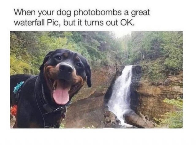 dogmemes3_039