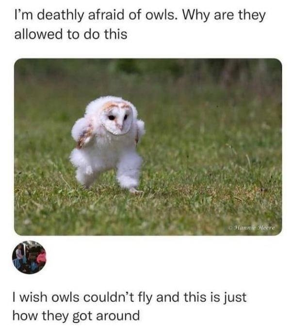 funnyanimals7_009