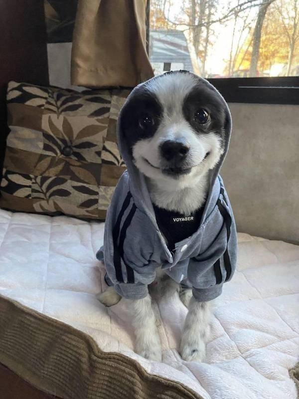 funnyanimals8_001