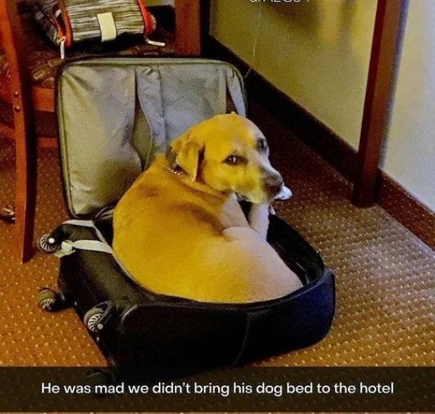 funnyanimals8_002
