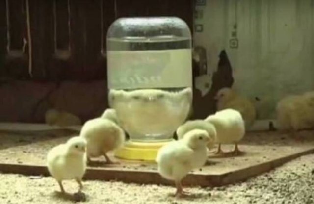 funnyanimals8_003