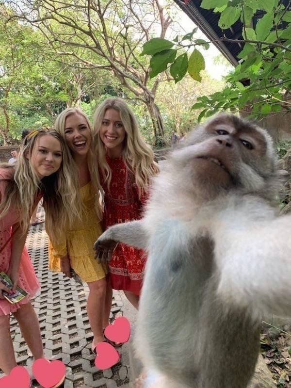 funnyanimals8_005