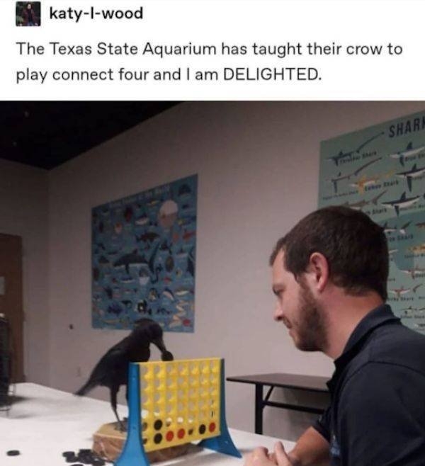 funnyanimals8_006