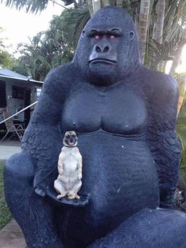 funnyanimals8_007