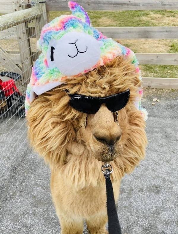 funnyanimals8_009
