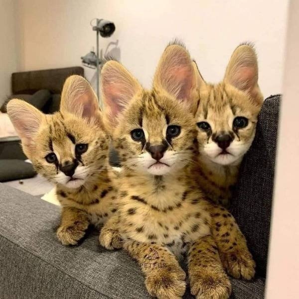 funnyanimals8_012