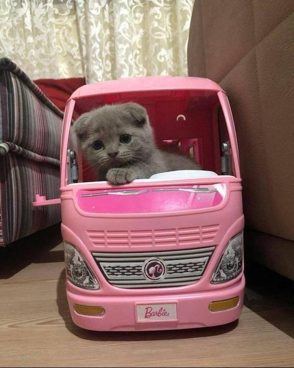 funnyanimals8_013