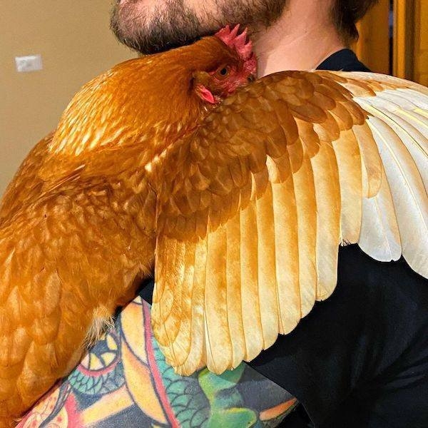 funnyanimals8_014