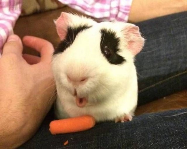 funnyanimals8_015