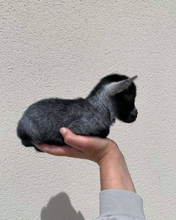 funnyanimals8_016