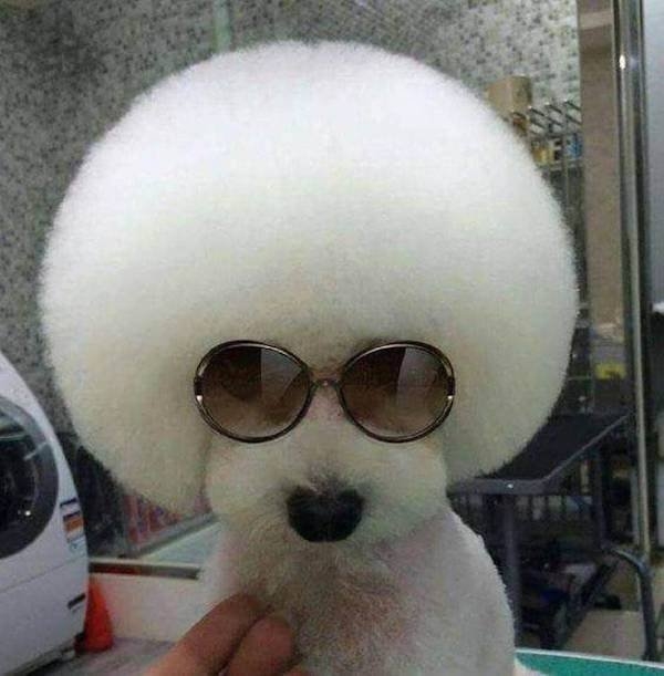 funnyanimals8_017