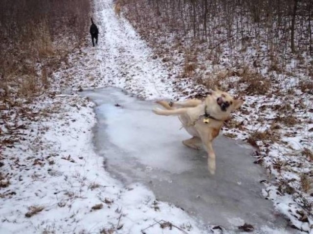 funnyanimals8_018