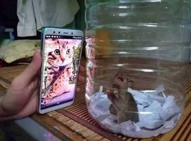 funnyanimals8_019