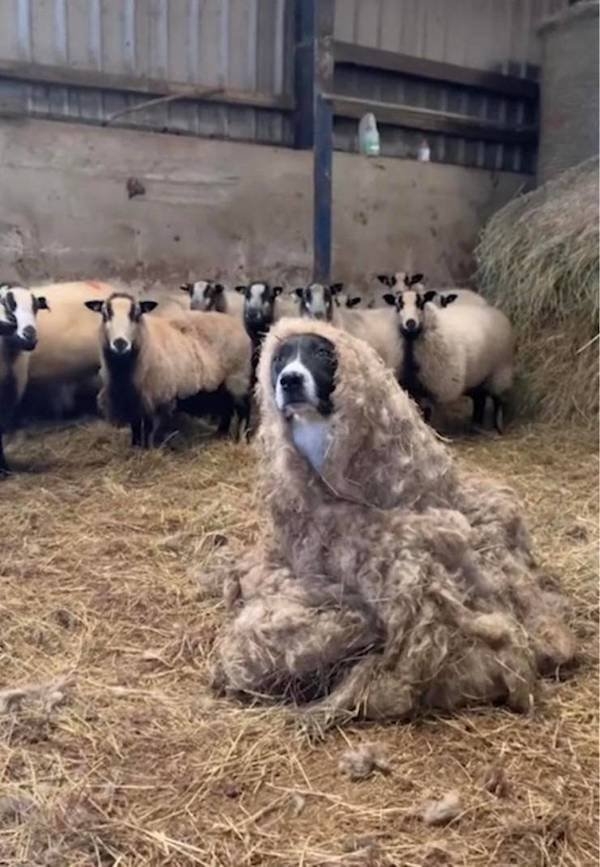 funnyanimals8_020