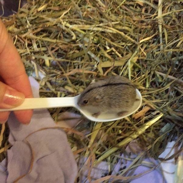 funnyanimals8_021