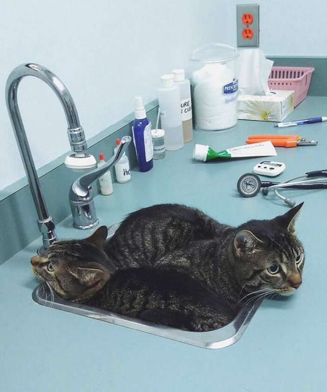 funnyanimals8_024