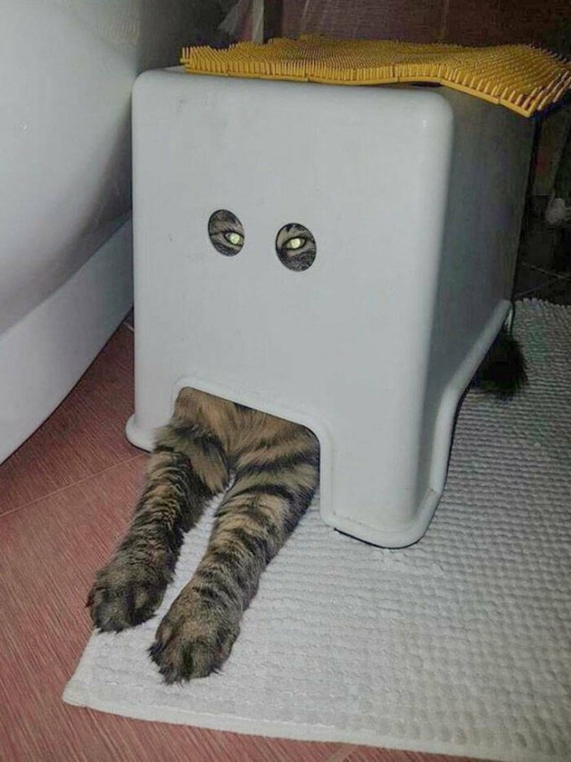 funnyanimals8_026