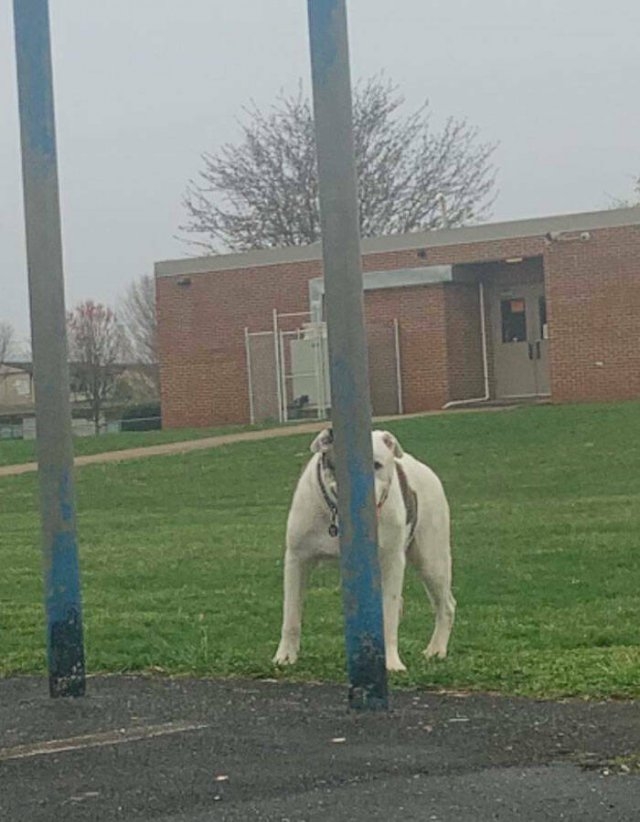 funnyanimals8_027