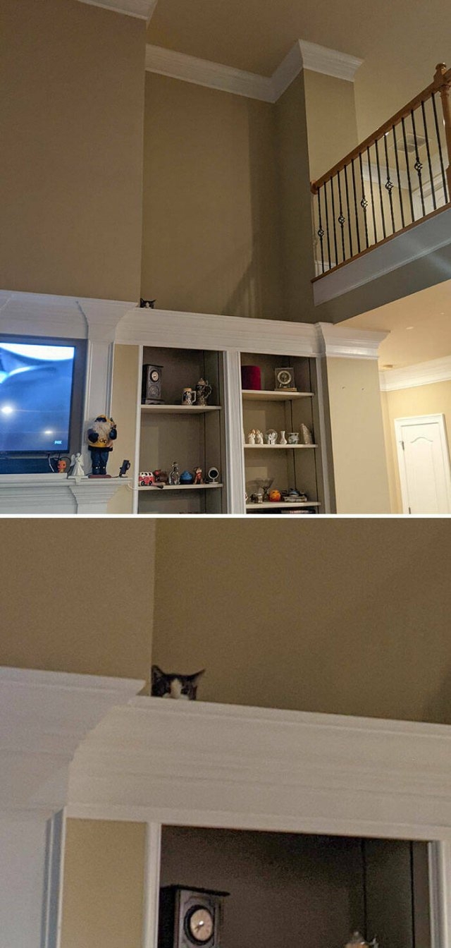 funnyanimals8_028