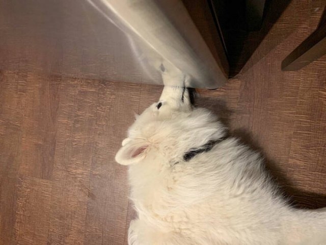 funnyanimals8_029