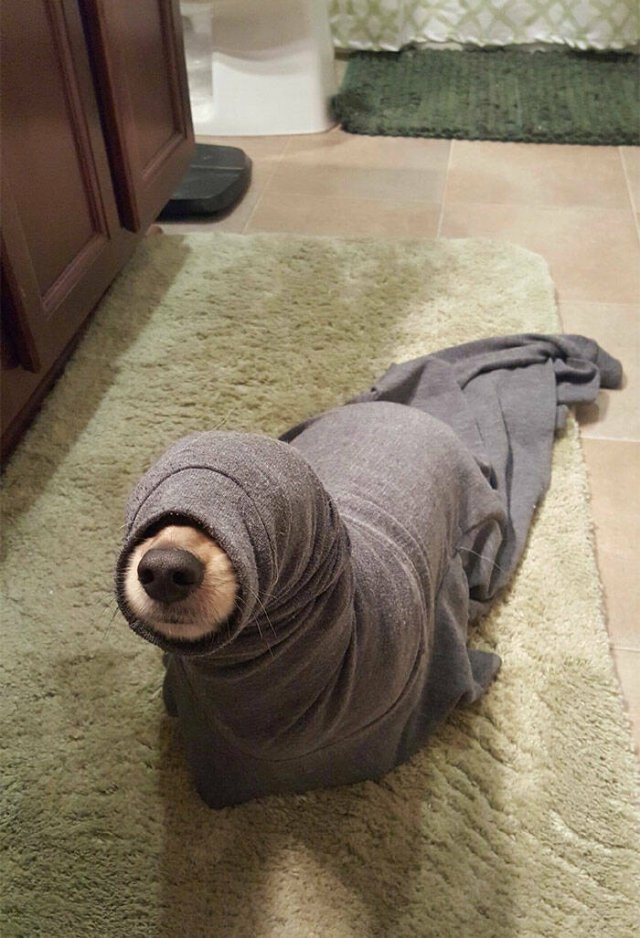 funnyanimals8_030
