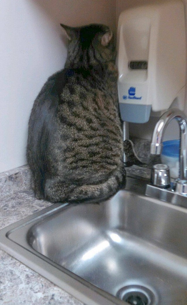 funnyanimals8_031