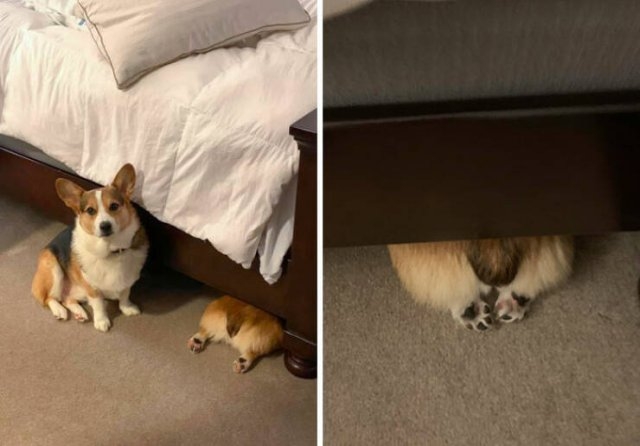funnyanimals8_032