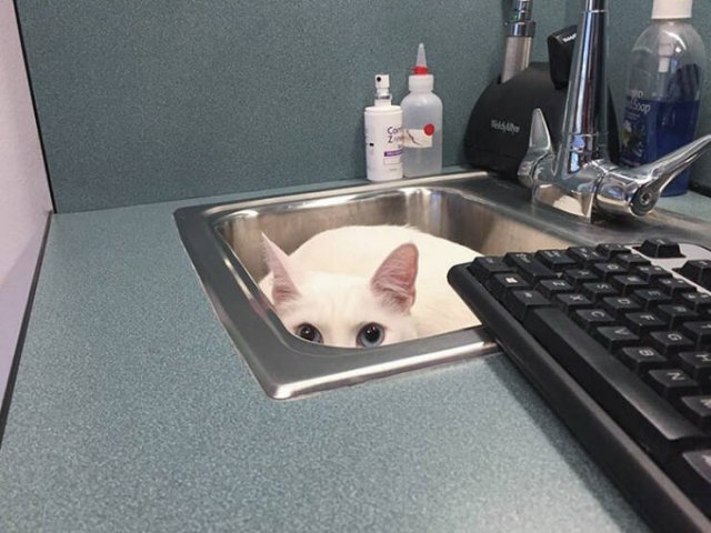 funnyanimals8_033