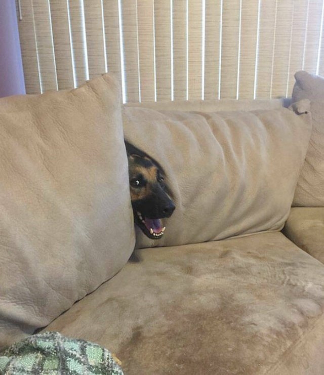funnyanimals8_034