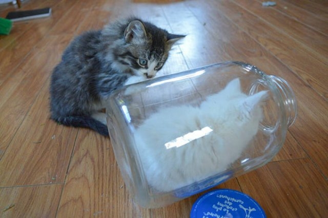 funnyanimals8_035