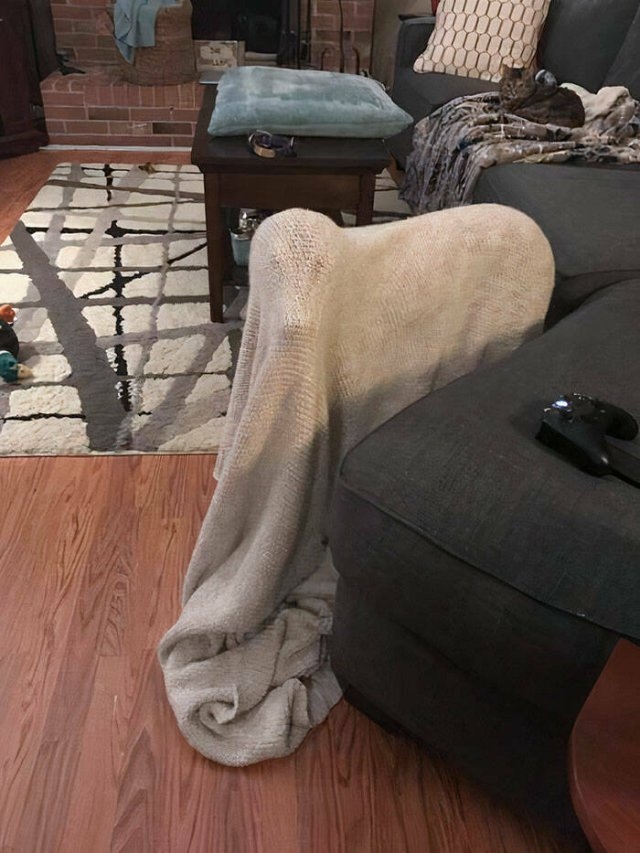 funnyanimals8_038