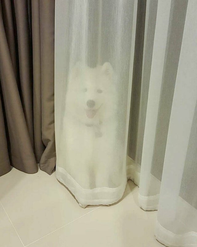 funnyanimals8_039