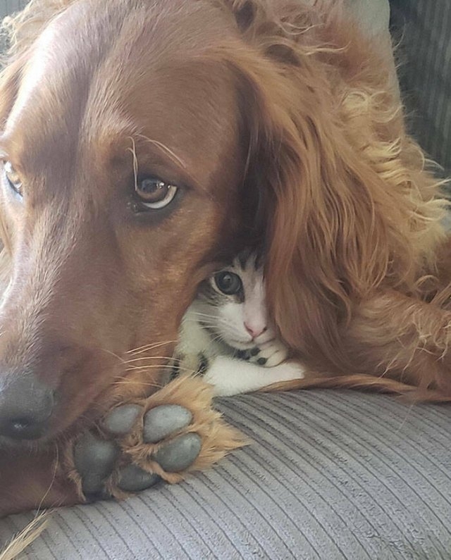 funnyanimals8_040