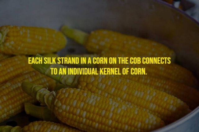 moviefacts21_011